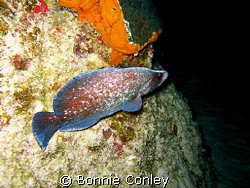 Soapfish seen on a night dive.  Photo taken August 2008 i... by Bonnie Conley 